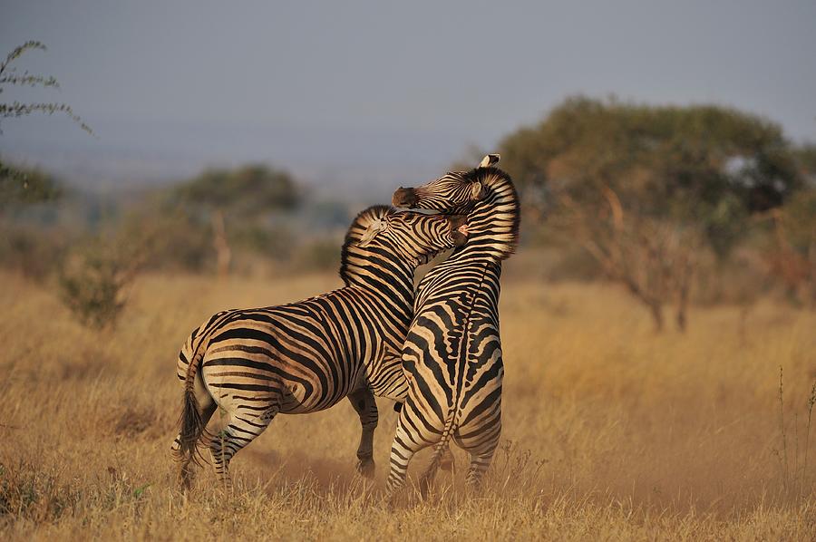 Zebra Fighting Photograph by Wild Africa Nature