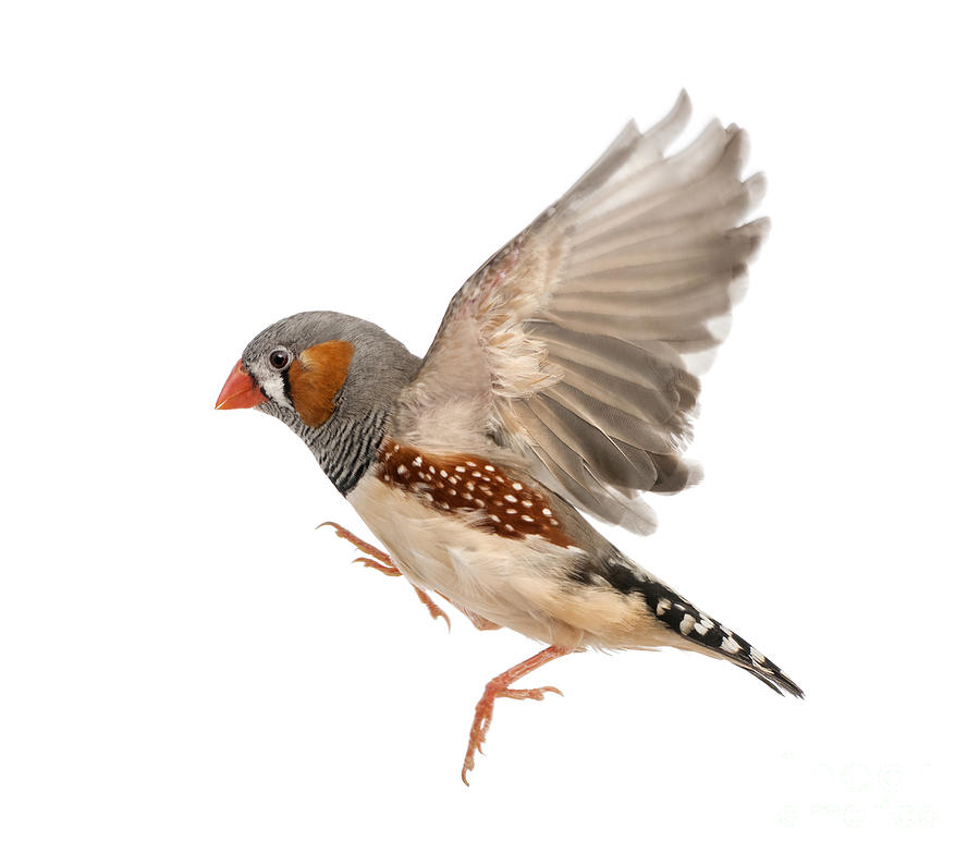 Zebra Finch Flying Taeniopygia Photograph By Eric Isselee,10 Year Anniversary Ideas For Husband