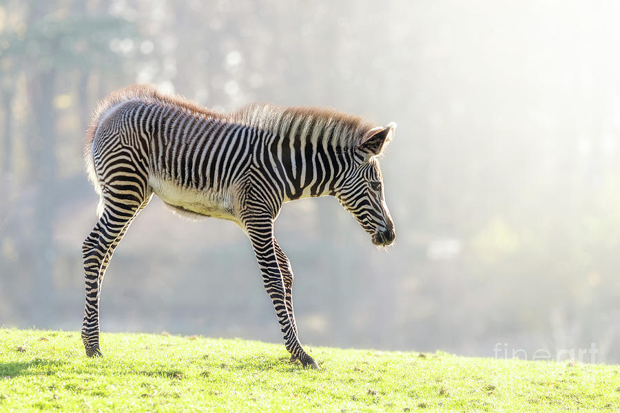 Zebra foal in morning sunlight Photograph by Jane Rix