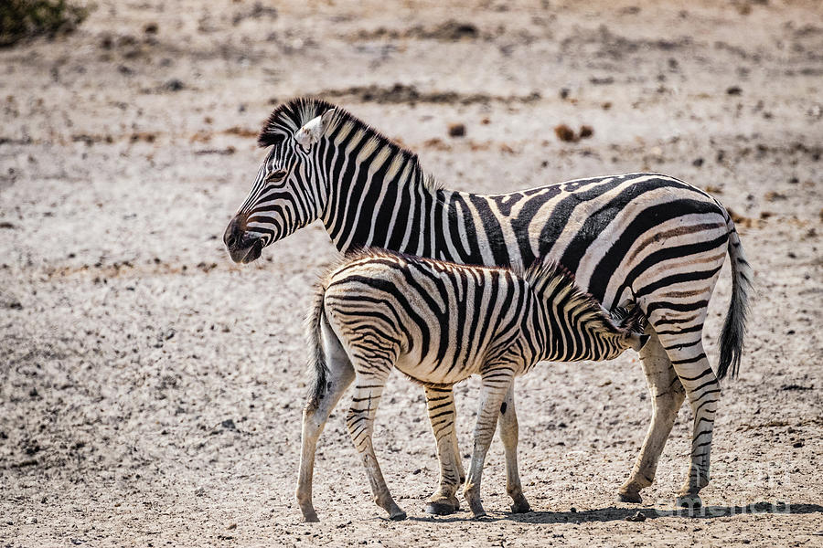 Zebra foal nursing, Namibia Photograph by Lyl Dil Creations