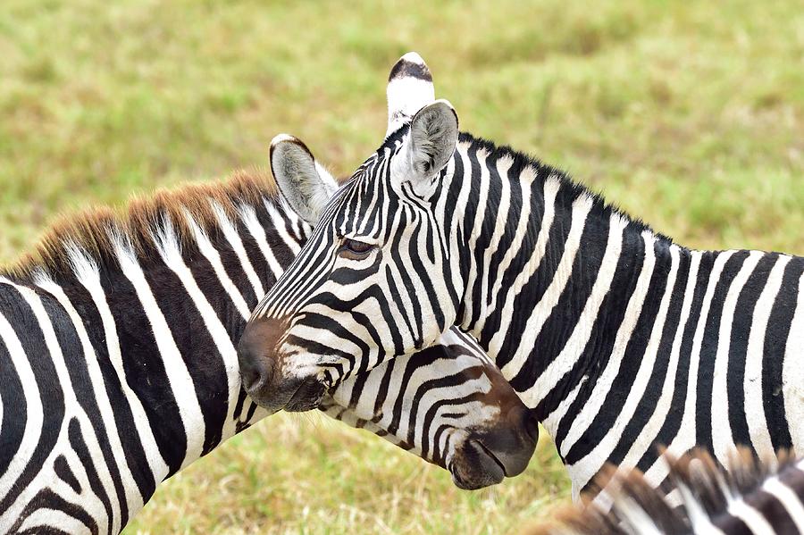 Zebra Friends Photograph by Cavan Images - Fine Art America