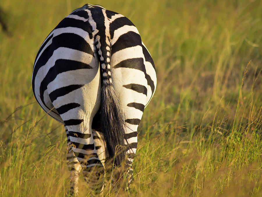 Zebra From Back Photograph by Davorlovincic
