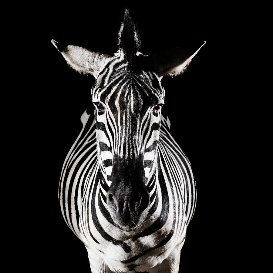 Zebra Front View Photograph by Henrik Sorensen