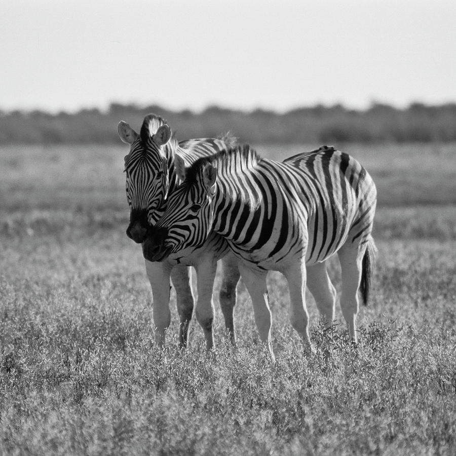 Zebra Photograph by Giampaolo Cianella