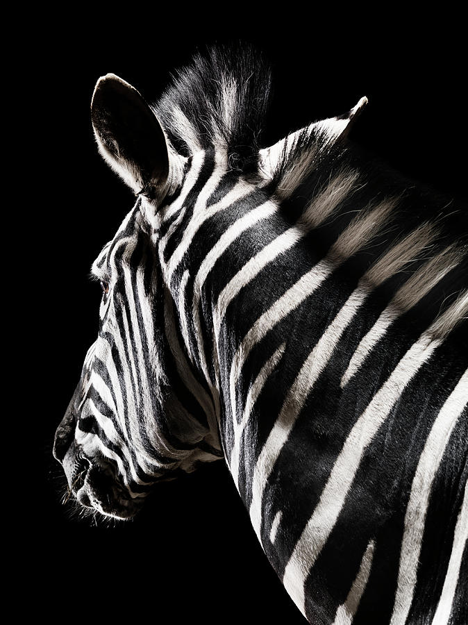 Zebra Photograph by Henrik Sorensen