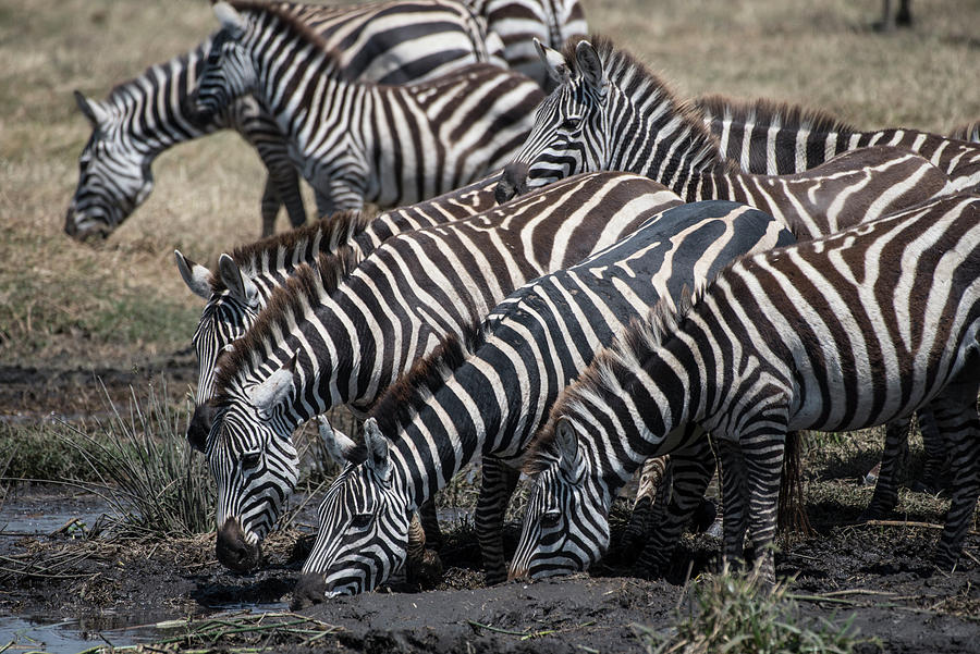 Zebra Herd at mudhole Photograph by Steve Somerville