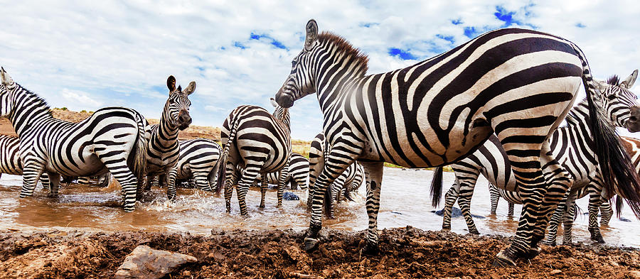 Zebra Herd At The River Photograph by Manoj Shah