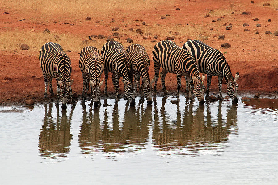 Zebra Herd Drinking At Water Hole Photograph by Carmen Brown Photography