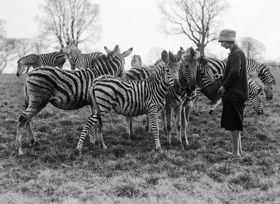 Zebra Herd Photograph by Fox Photos