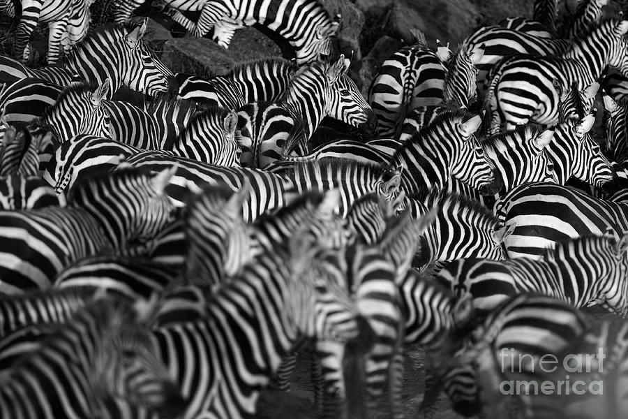 Zebra Herd Photograph by Wldavies