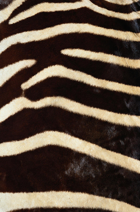 Zebra Hide Photograph by Siede Preis