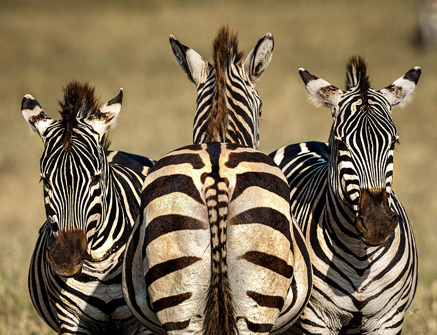 Wildlife Photograph - Zebra by Hung Tsui