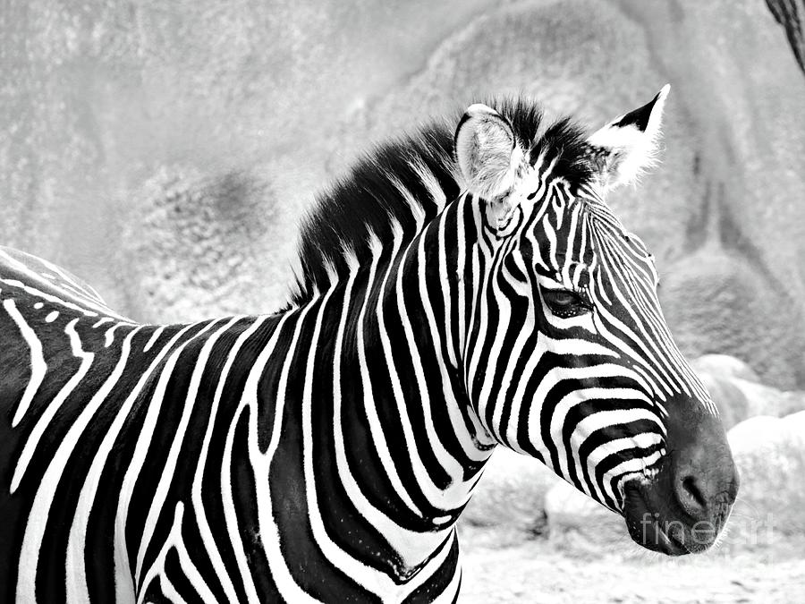 Zebra II Black And White Photograph