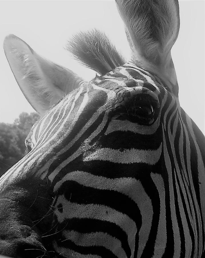 Zebra in black and white Photograph by Lois Tomaszewski