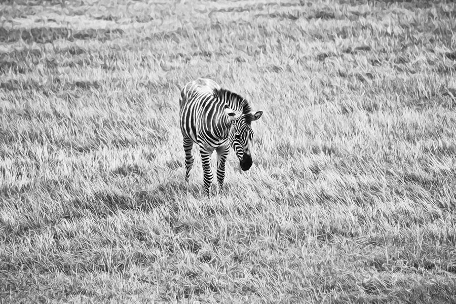 Zebra in Grass B W Photograph by Gaby Ethington