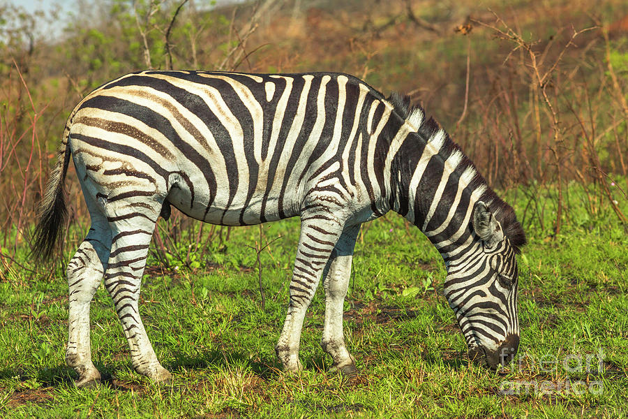 Zebra in iSimangaliso Park Photograph by Benny Marty