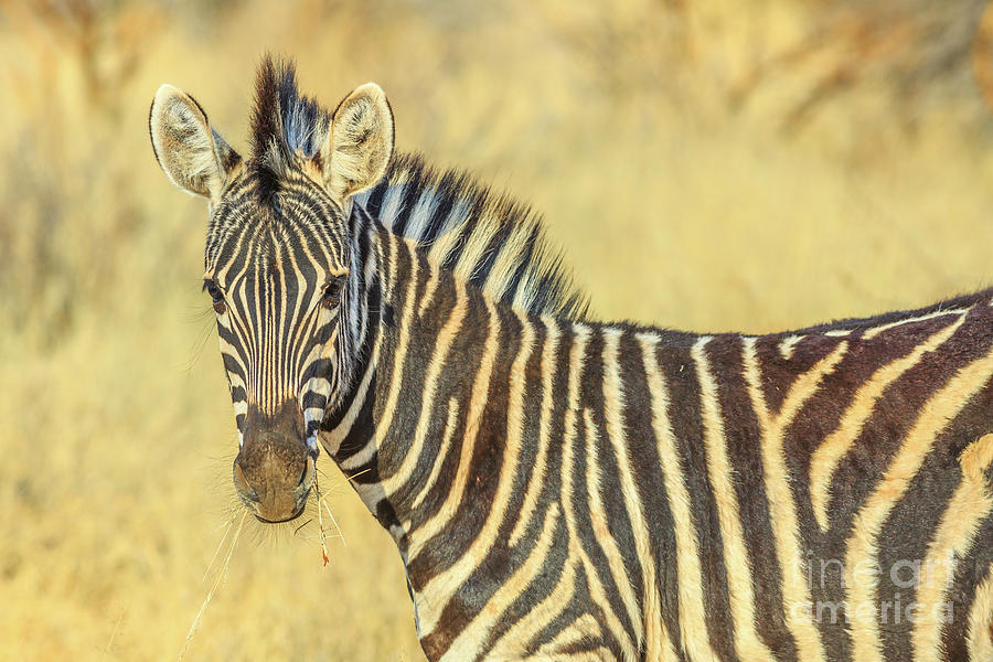 Zebra in Kalahari Desert Photograph by Benny Marty