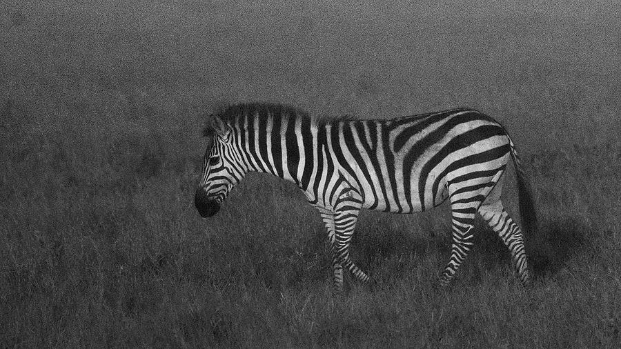 Zebra In Morning Mist Photograph by Patrick Nowotny