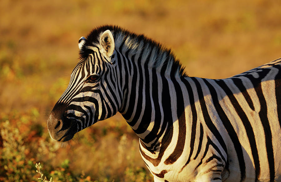 Zebra In Namibia Photograph by Hiroya Minakuchi