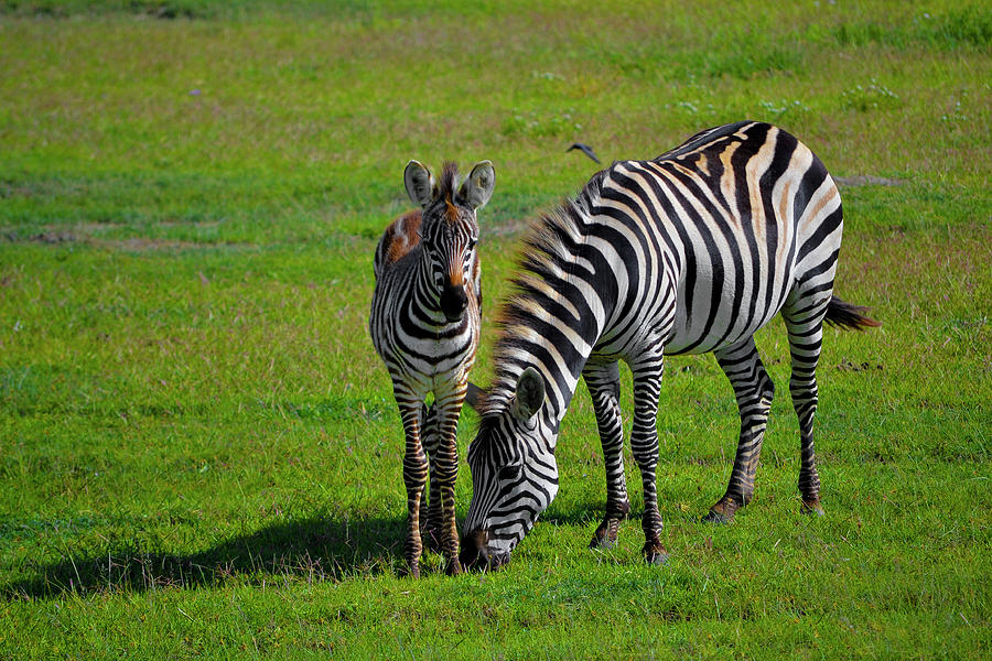 Zebra In Ngorongoro Photograph by Antonio Ciufo