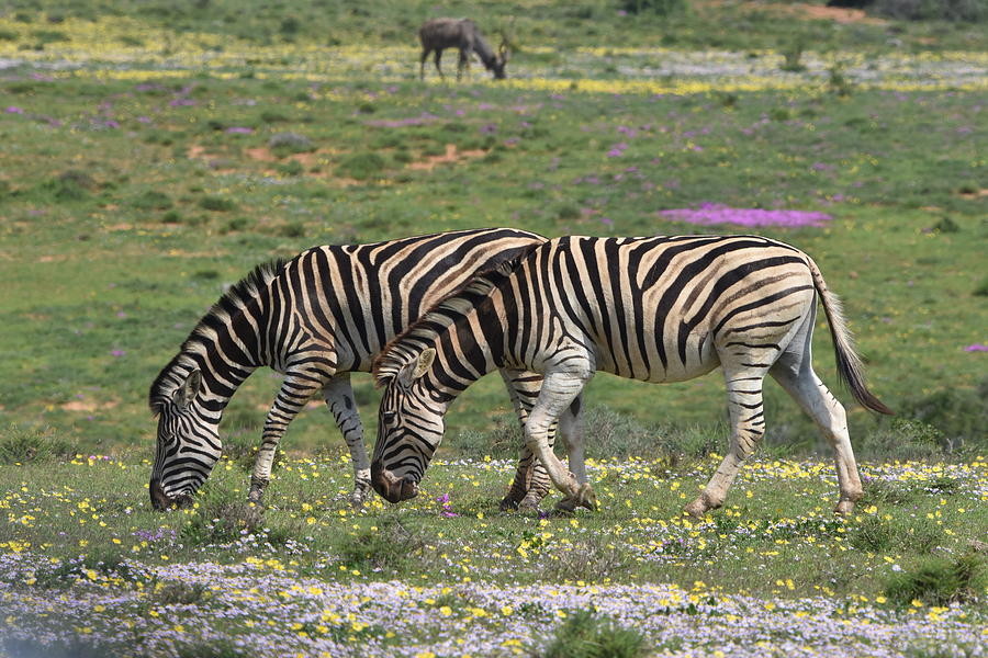 Zebra in South African Spring Photograph by Ben Foster