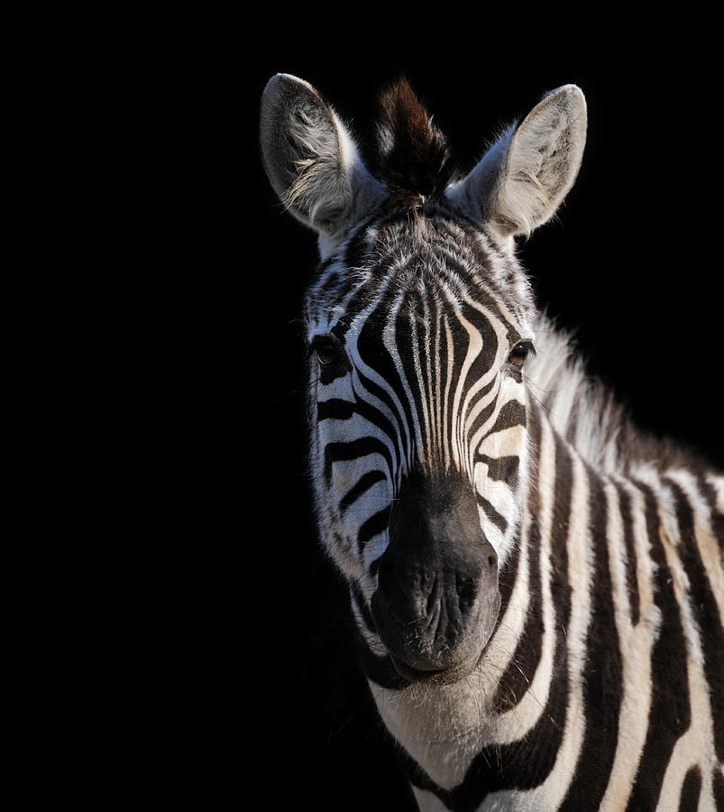 Zebra Isolated On Black Xxl Photograph by Freder