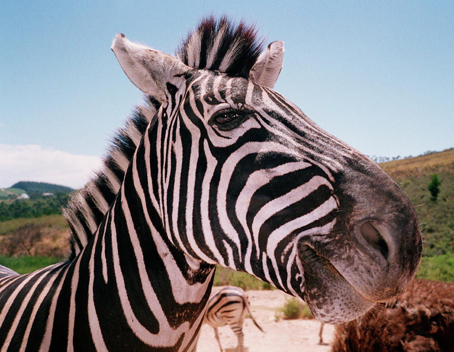 Zebra Photograph by Jonathan Knowles
