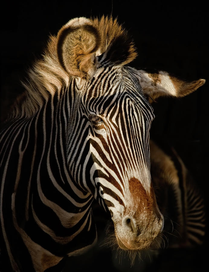 Zebra Photograph by Juan Jose Herreo Garcia