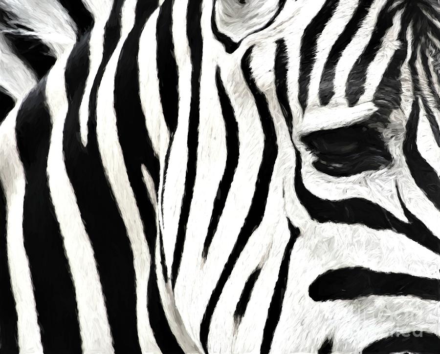 Zebra Photograph by Karen Silvestri