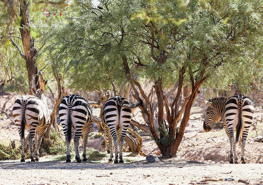 Zebra Line Up Photograph by Athena Mckinzie
