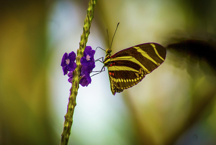 Zebra Long Wing  Butterfly 2 Photograph by Donald Pash