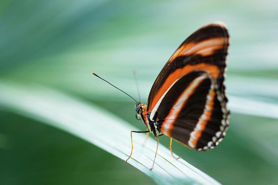 Zebra Long Wing Butterfly Photograph by Jeremy Woodhouse