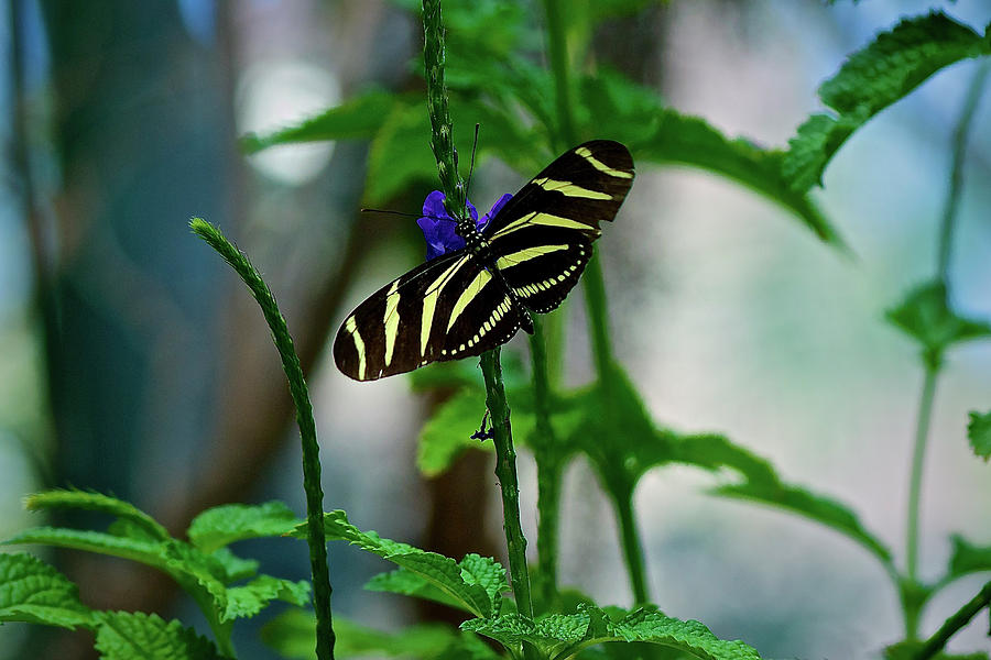 Zebra Long Wing Photograph by Donald Pash