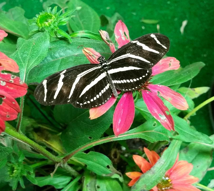 Zebra Longwing Butterfly  Photograph by Ally White