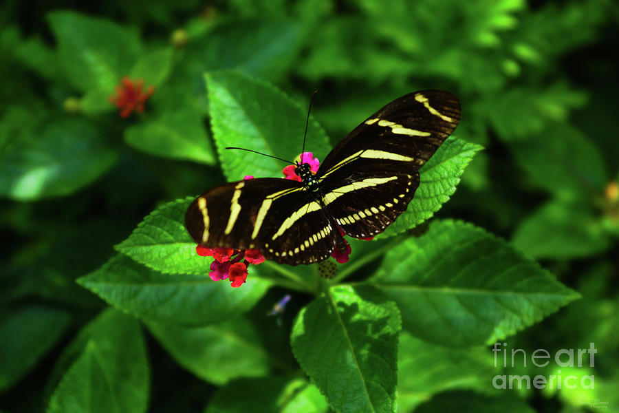 Zebra Longwing Butterfly Photograph by Jennifer White