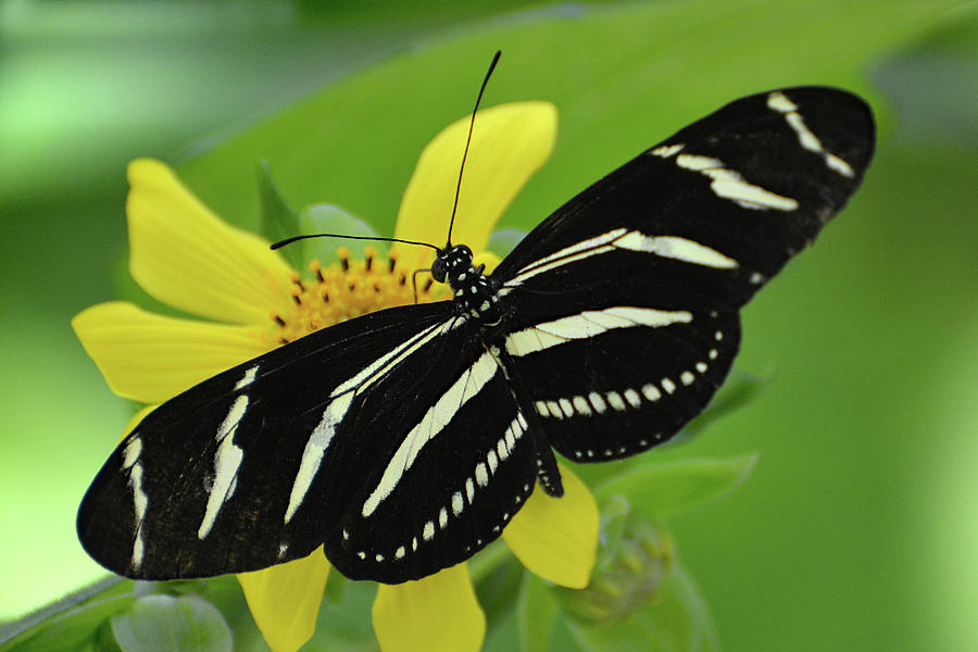 Zebra Longwing Butterfly Photograph by Jerry Griffin