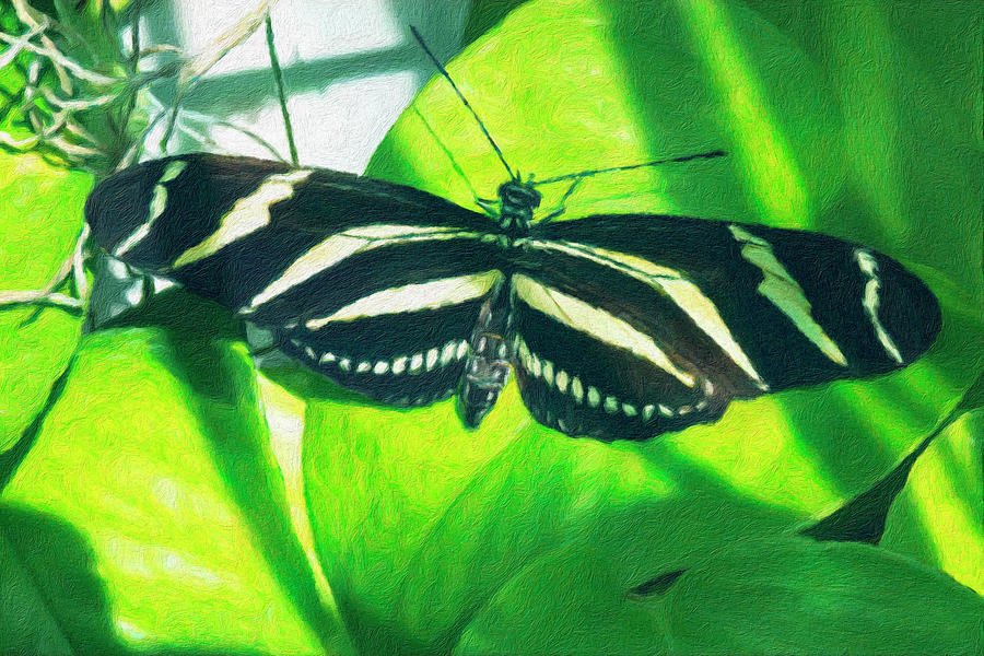 Zebra Longwing Butterfly Photograph by Leslie Montgomery