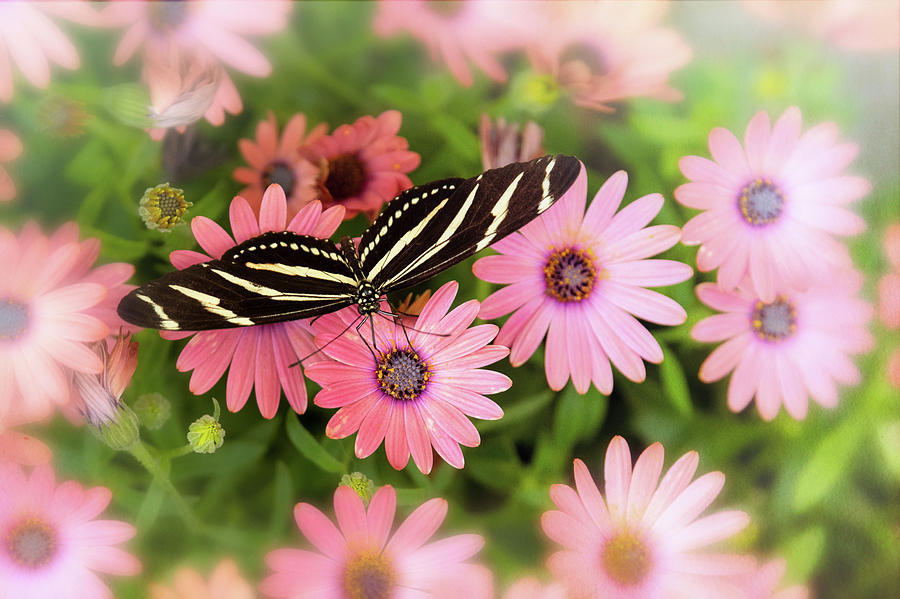 Zebra Longwing Butterfly on Pink  Photograph by Saija Lehtonen