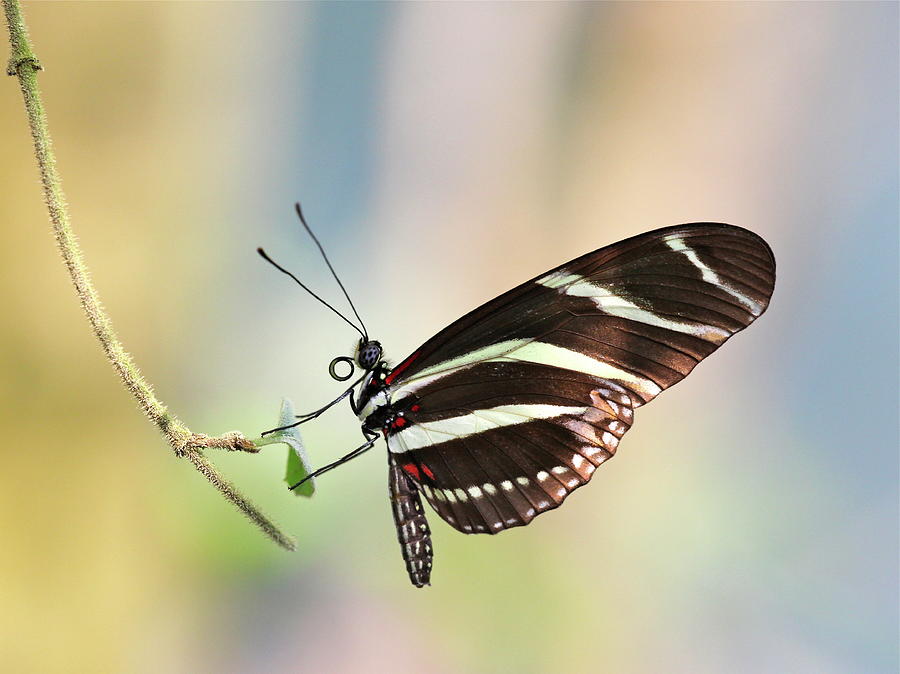 Zebra Longwing Photograph by Marcel Pinus
