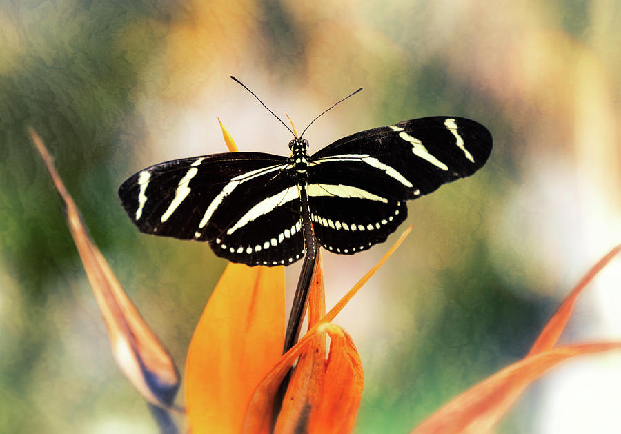 Zebra Longwing On Bird Of Paradise Photograph by Saija Lehtonen | Fine ...