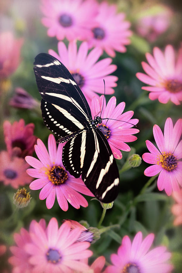 Butterfly Photograph - Zebra Lonwing Butterfly Atop Pink Daisies by Saija Lehtonen