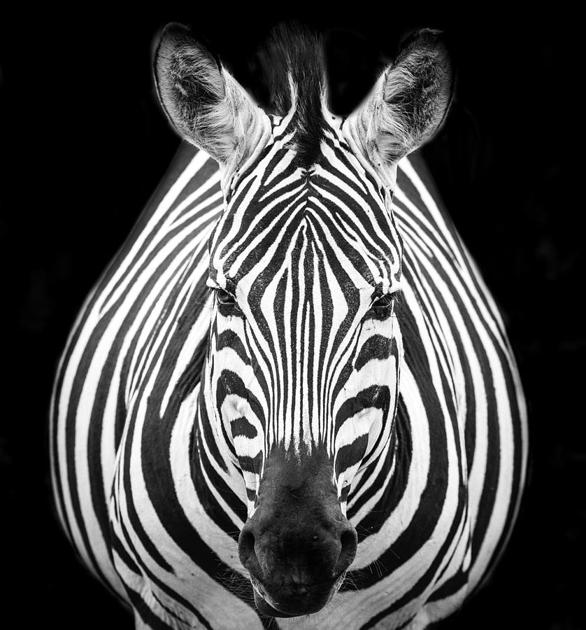 Wildlife Photograph - Zebra M by Els Keurlinckx