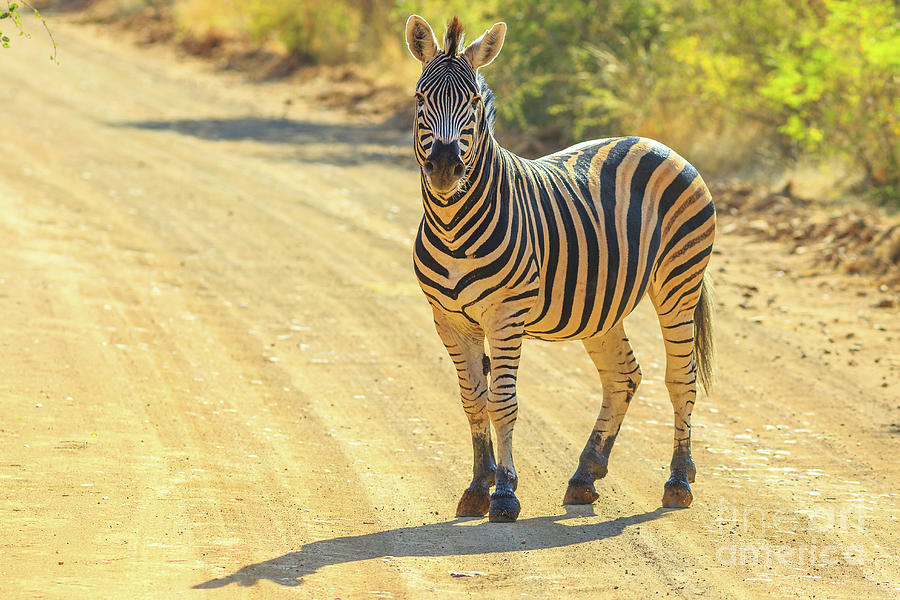 Zebra Marakele NP Photograph by Benny Marty
