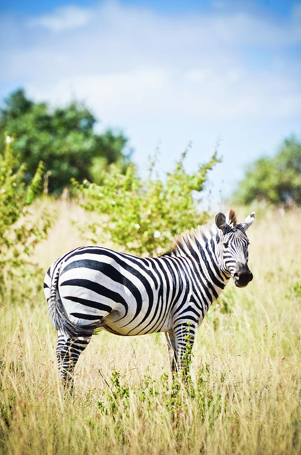 Zebra Photograph by Mehmed Zelkovic