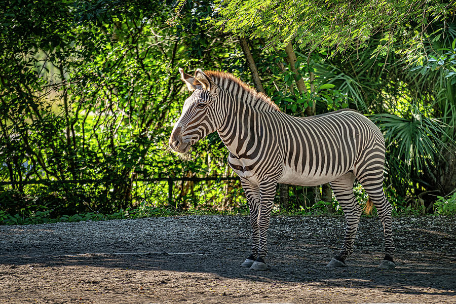 Zebra, Miami Zoo, Florida Digital Art by Laura Zeid