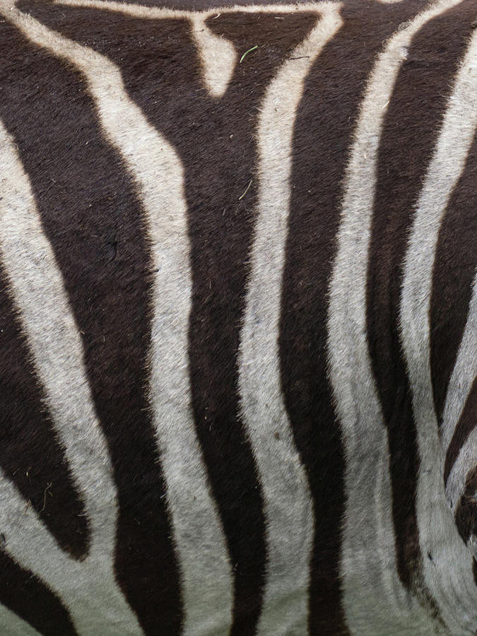 Zebra Photograph by Minnie Gallman