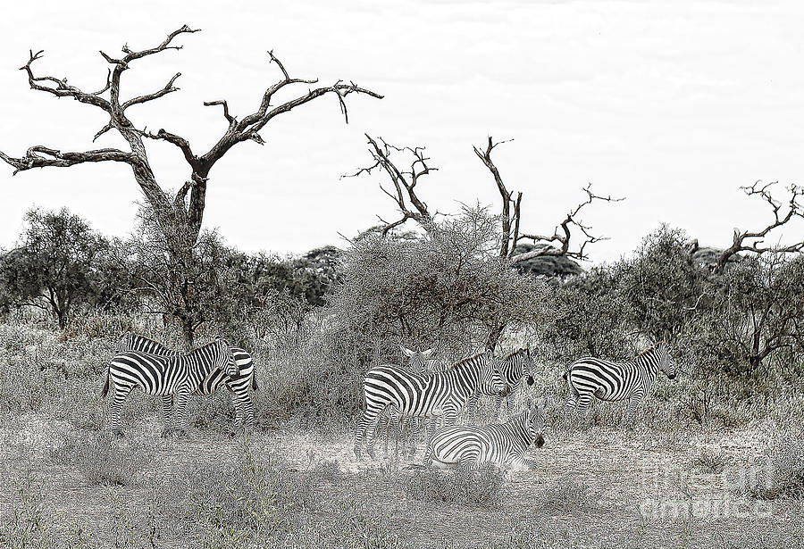 Zebra Photograph - Zebra Moire by Stephen Schwiesow