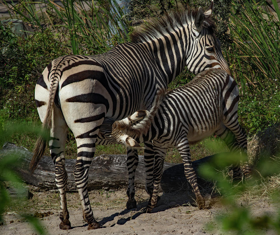 Zebra Mom Photograph by Margaret Zabor