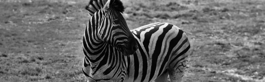 Zebra Mono Photograph by Lkb Art And Photography - Fine Art America