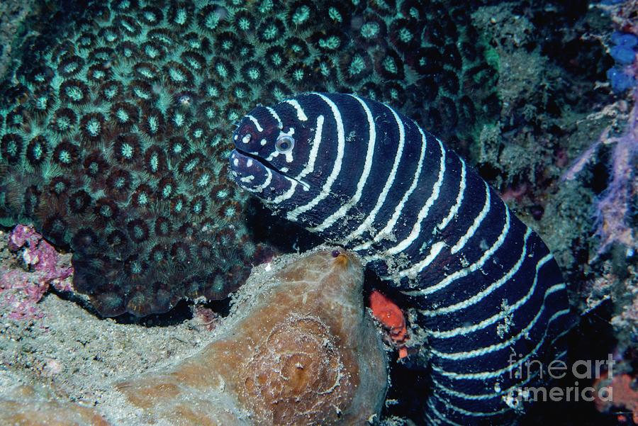 Zebra Moray Eel Photograph by Douwma/science Photo Library